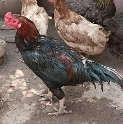 aseel mix morga khubsurat n healthy for sale