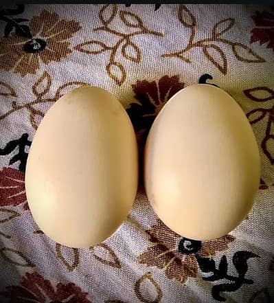 Desi eggs 100