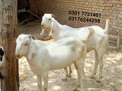 2 Dant Bakry for sale Qurbani