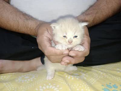 cat persion