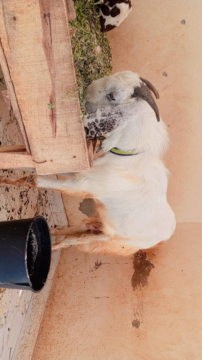 BAkra 0