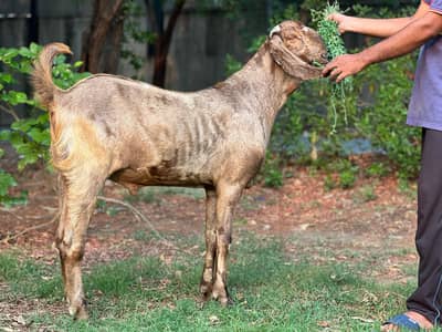 Qurbani ka bakra