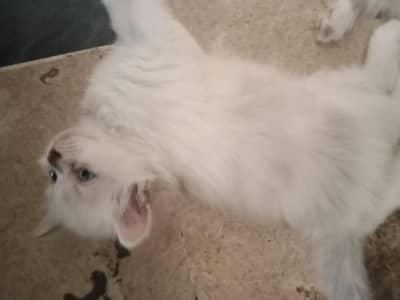 2 female doll face bicolour kittens for sale