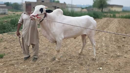 Fateh jangi bull / pure Bachra /donda /Qurbani 2026 /white bulls