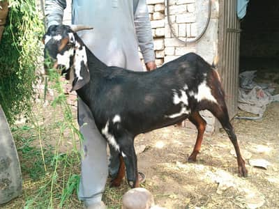 for sale eid