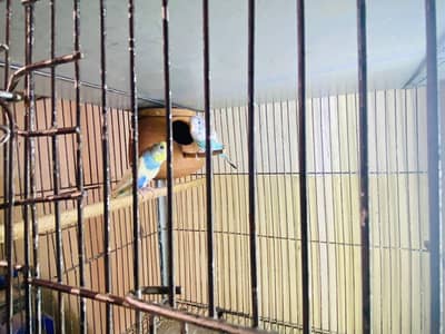 budgies pair for sale
