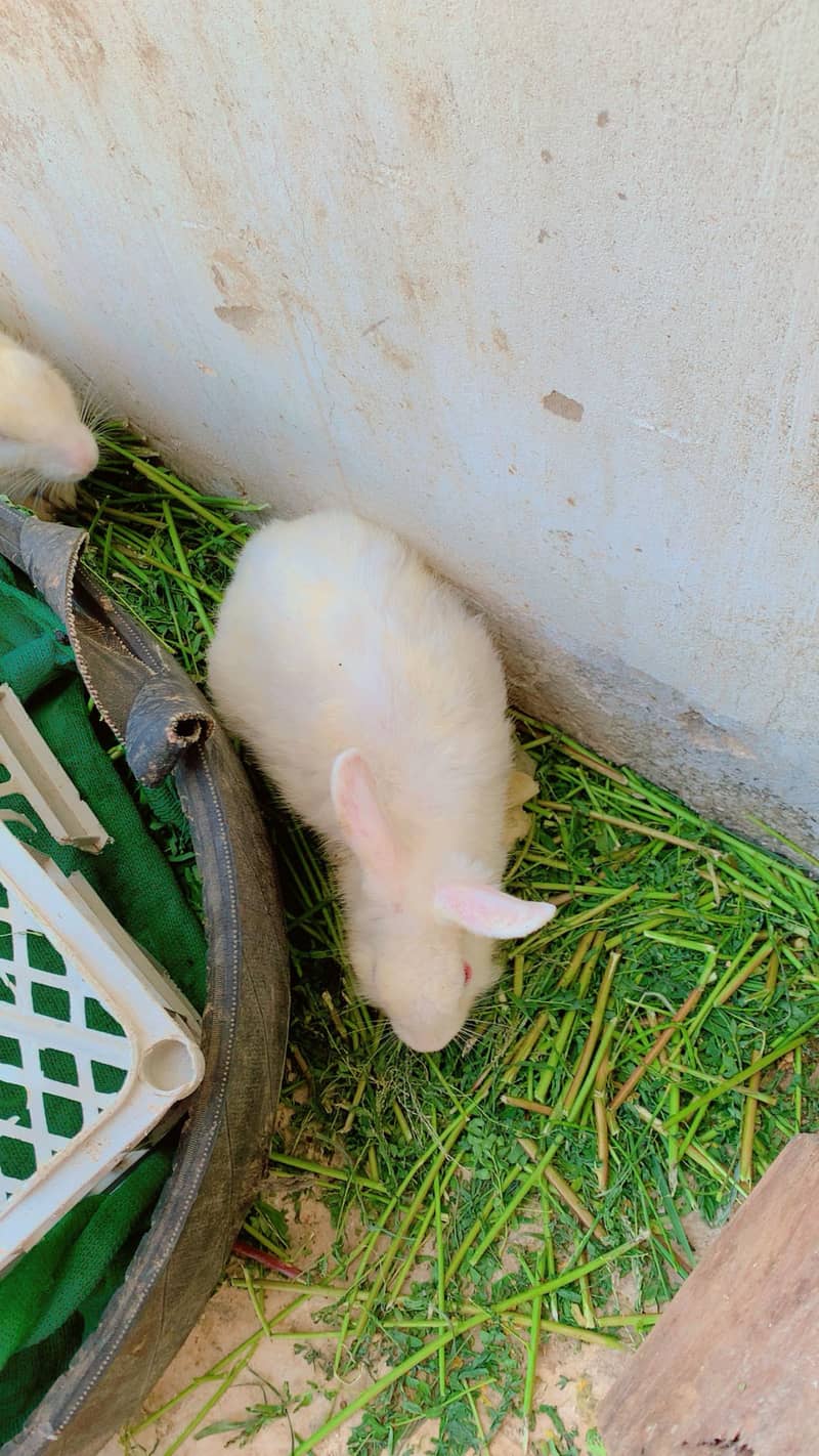 Rabbit babys and adults 5
