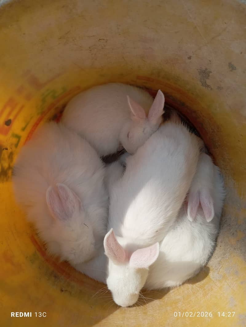 Rabbit babys and adults 6