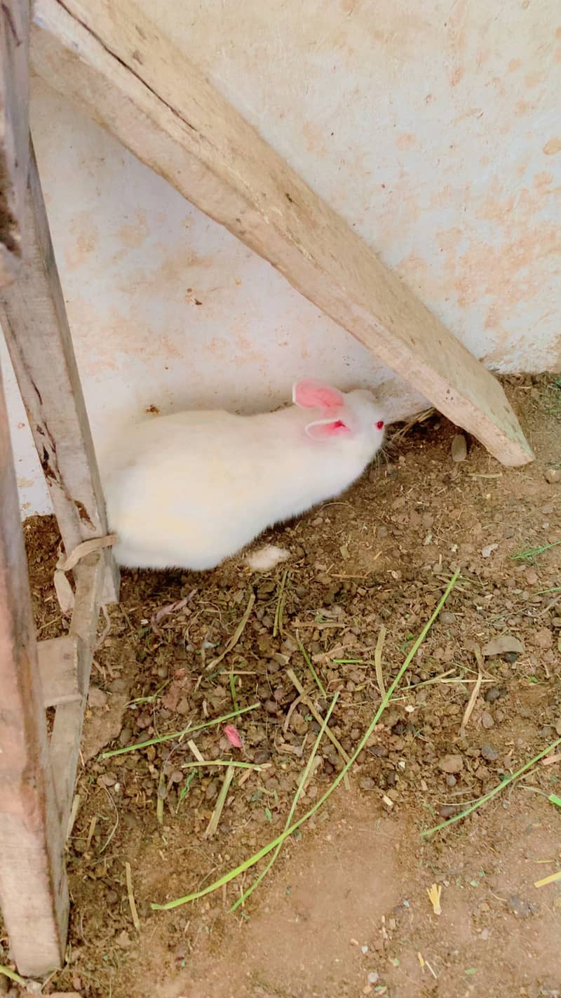 Rabbit babys and adults 7