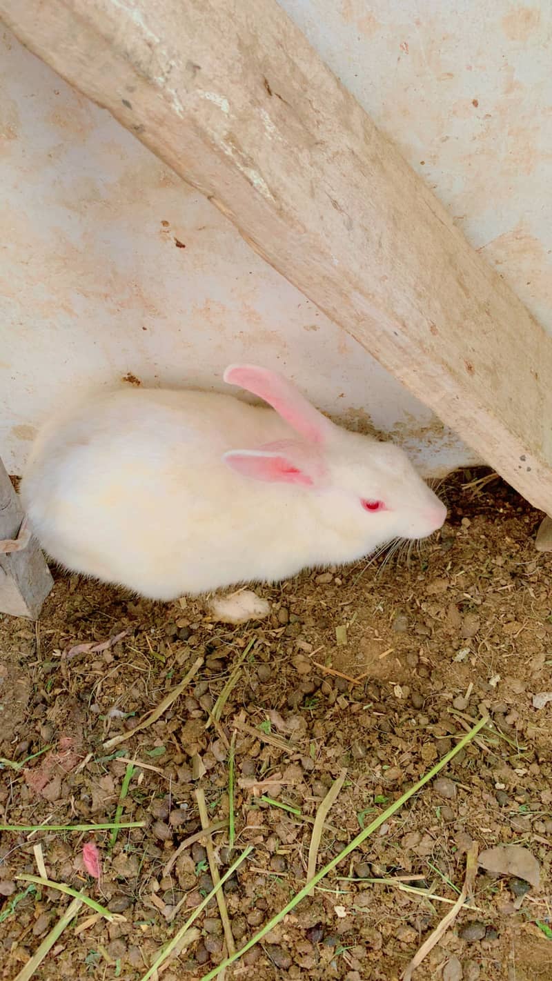 Rabbit babys and adults 8