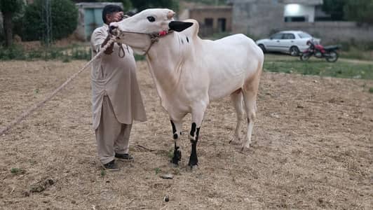 Fateh jangi bull / pure Bachra /donda /Qurbani 2026 /white bulls