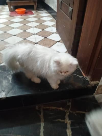 Persian cat  Age 3 mnth  Odd eyes  Long coat Semi punch face