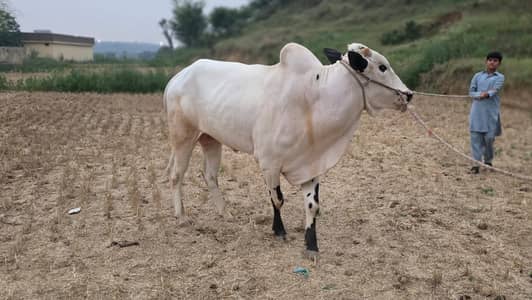 Fateh jangi bull / pure Bachra /donda /Qurbani 2026 /white bulls