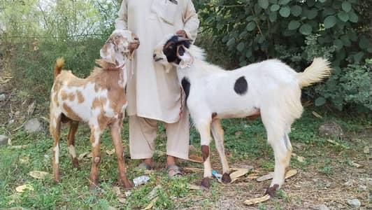 Qurbani Ka Healthy Bakray For Sale