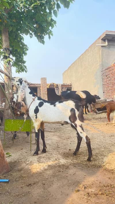 Donda Bakra Qurbani k liey
