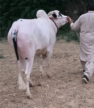 Fateh jangi bull / pure Bachra /donda /Qurbani 2026 /white bulls