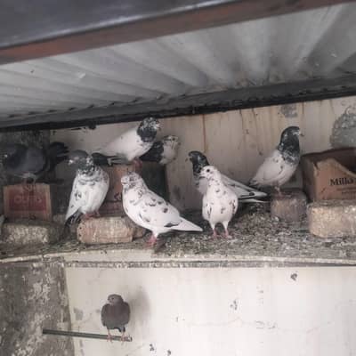 Nice pigeon Lot
