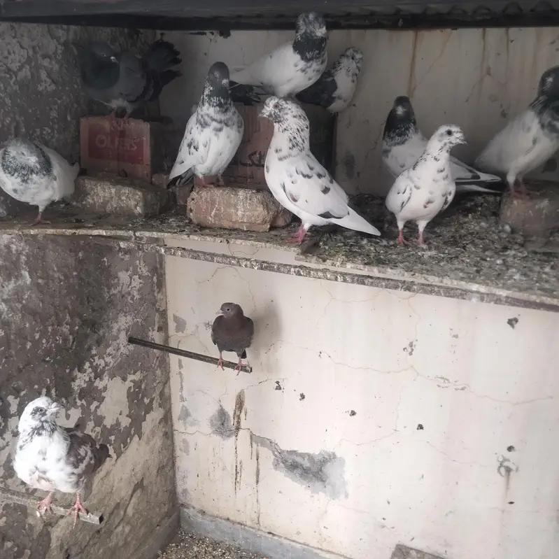 Nice pigeon Lot — photo 2
