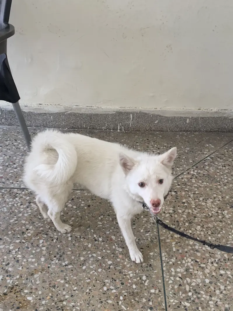 Russian bread for sale — photo 4