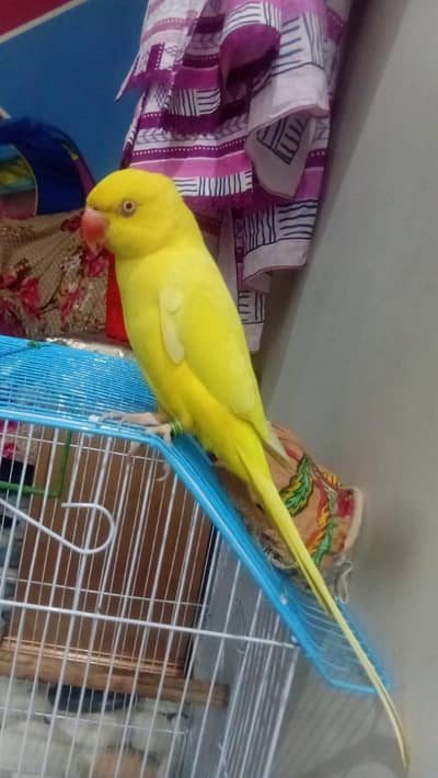 yellow parrot female
