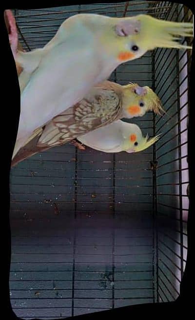 Cocktail pair breeder 2 times in a year
