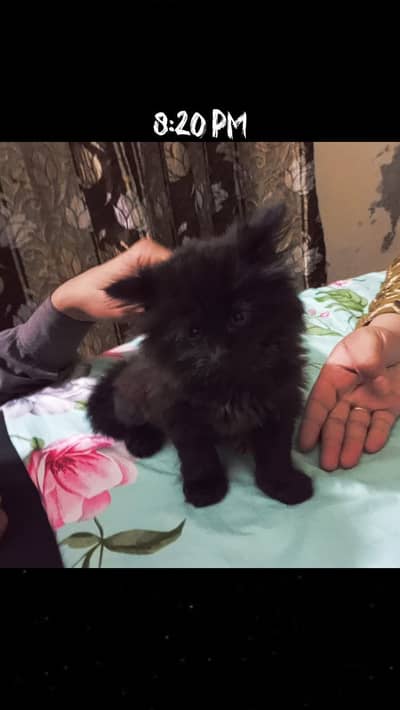 Persian Cat for Sale