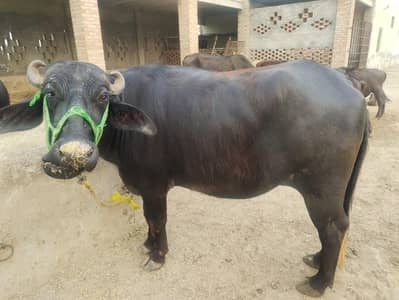 Jhoti for sale