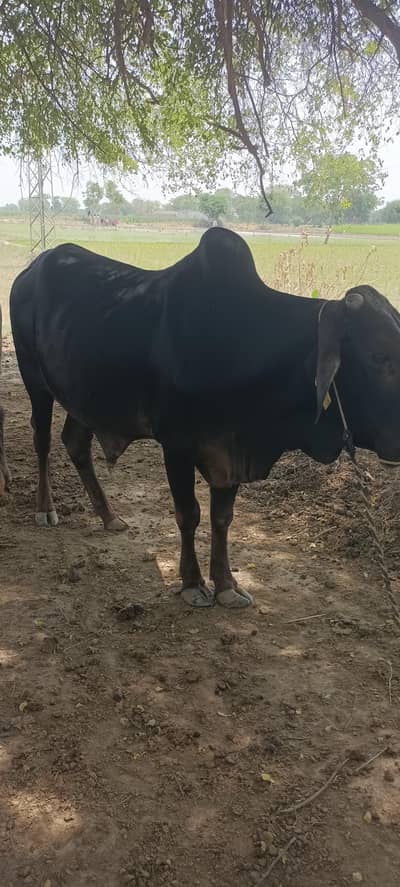 Dasi Bachra