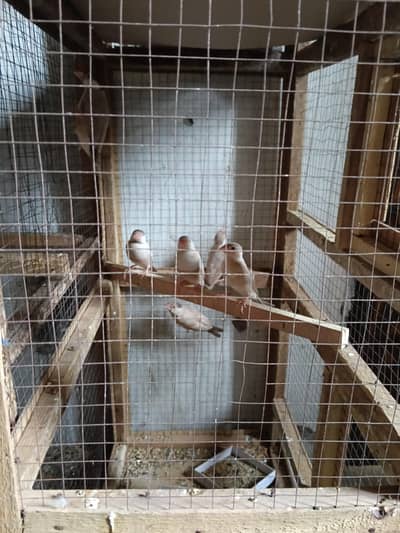 fawn jawa chicks 