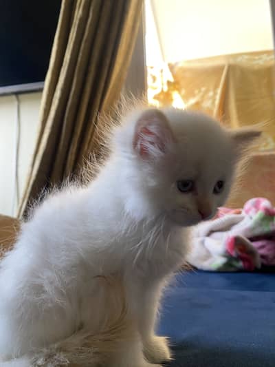 Kitten for sale