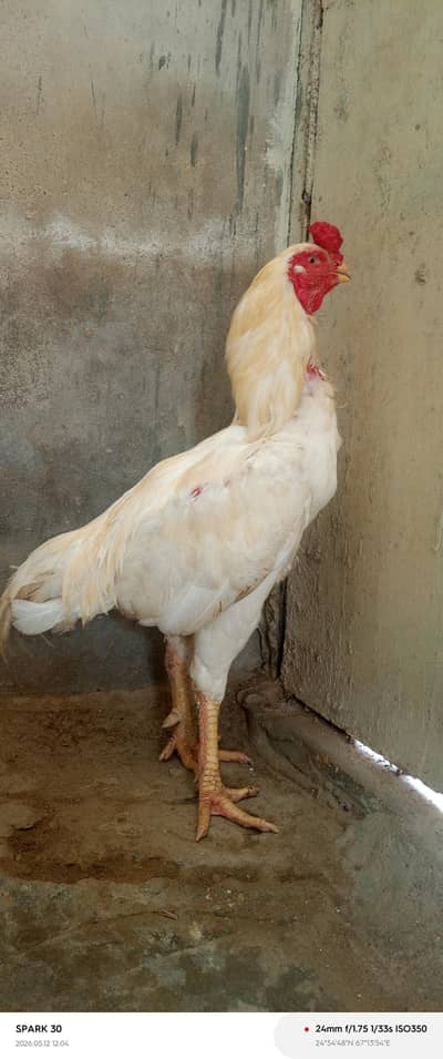 SHAMO HEERA PARROT BEAK ASEEL MALE FOR SALE