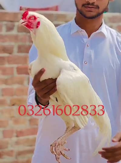 aseel