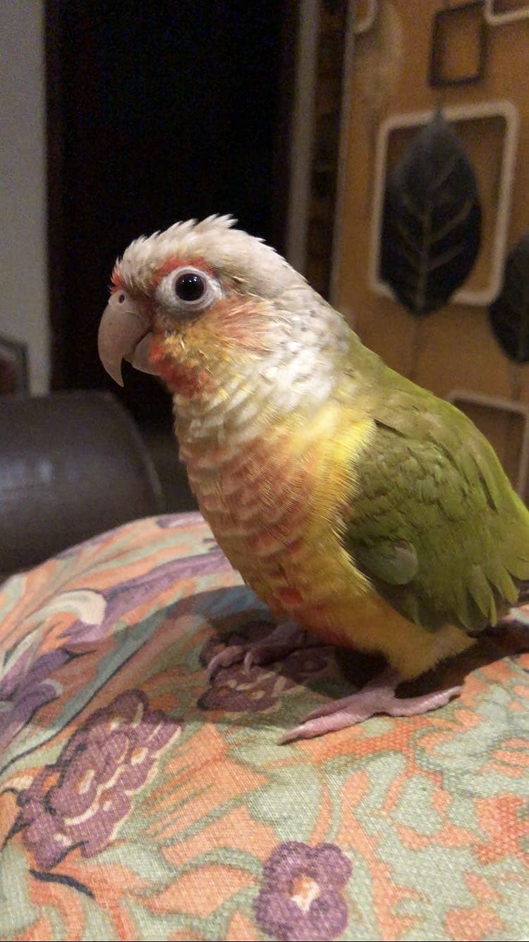 Lost conure 0