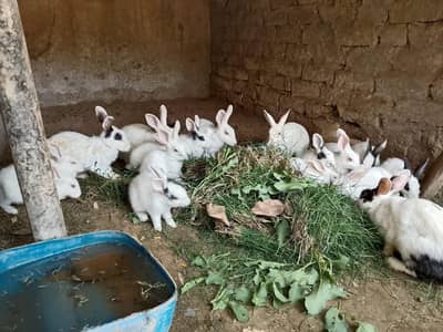 Beautiful Pet Rabbits Cute White Red Eye Breeder Babies Male Female