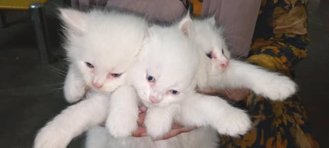 3 white Persian cat