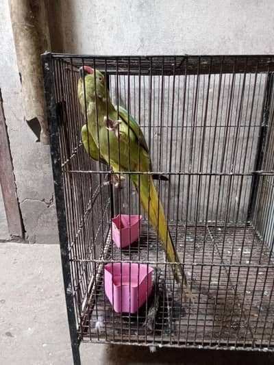 parrot for sale