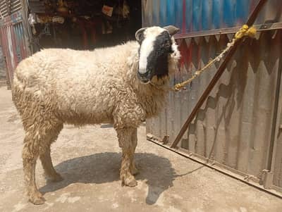 chatra for sale 03231438578