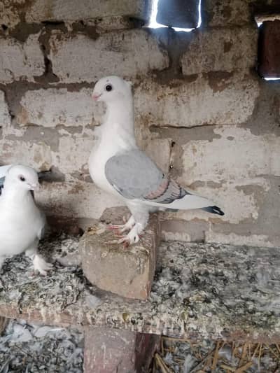Breader pair