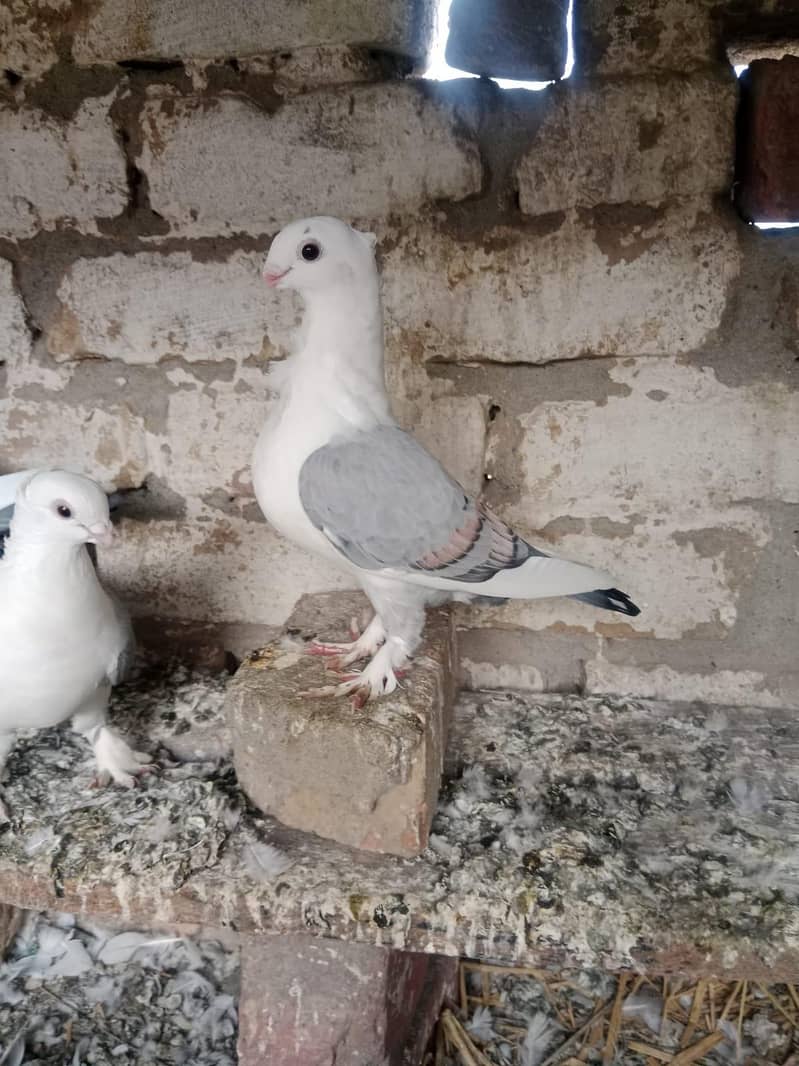 Breader pair 0