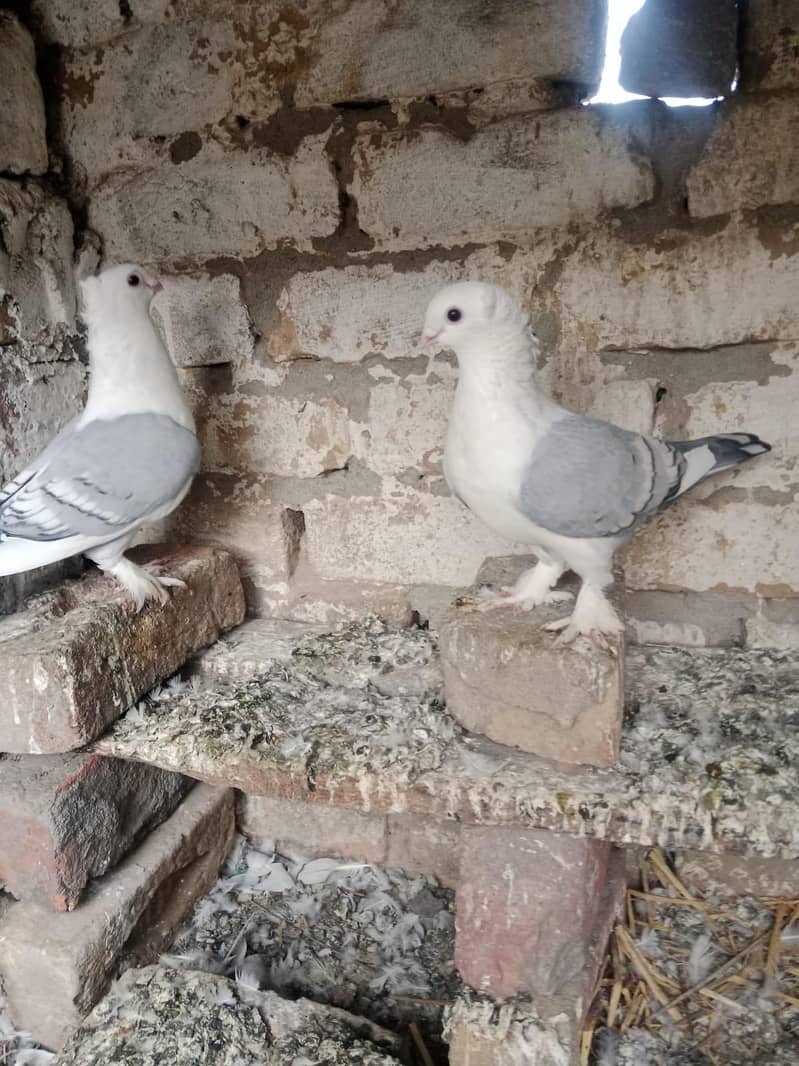 Breader pair 1