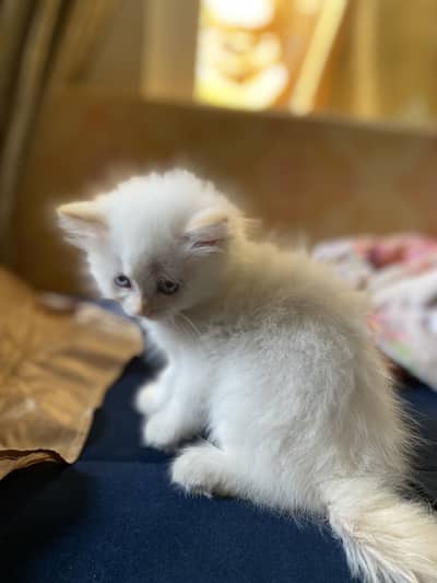 Kitten for sale
