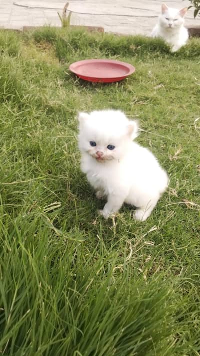 4 kitten for sale