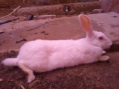Red eyes big female rabbit