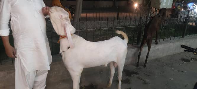 2 teddy h or ik andal h bara Bakra 150000 ka hn or tedda jori 150 k h