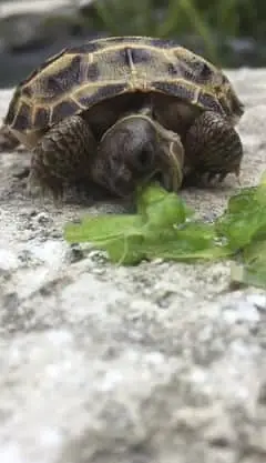 Imported Tortoise and Turrtless — photo 7