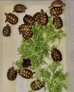 Imported Tortoise and Turrtless — photo 8