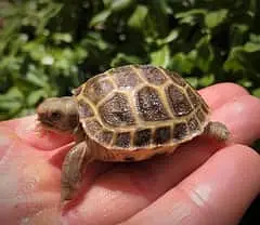 Imported Tortoise and Turrtless — photo 9