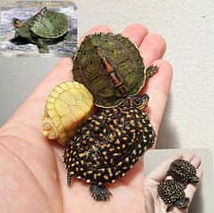 whatsapp for Imported Tortoise and Turrtless.