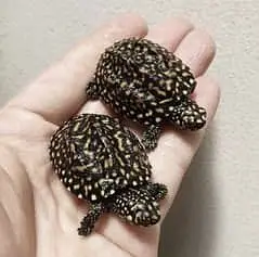 Imported Tortoise and Turrtless — photo 11