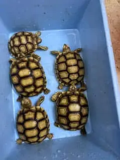 Imported Tortoise and Turrtless — photo 12